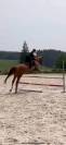 A vendre Jument Alzanne de 7 ans pour CSO