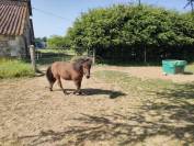 ponette SHETLAND