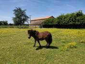 ponette SHETLAND
