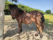 ponette SHETLAND