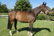 Caballo castrado Silla Francés En venta 2019 Bayo moreno por QUICK STAR SFA