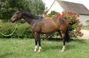 Caballo castrado Silla Francés En venta 2019 Bayo moreno por QUICK STAR SFA