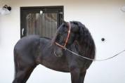 Cheval Pure Race Espagnol, PP Dressage et Loisir