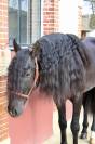 Cheval Pure Race Espagnol, PP Dressage et Loisir
