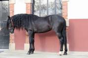 Cheval Pure Race Espagnol, PP Dressage et Loisir