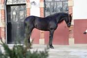 Cheval Pure Race Espagnol, PP Dressage et Loisir