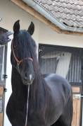 Cheval Pure Race Espagnol, PP Dressage et Loisir