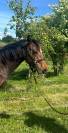 Poney new-forest de croisement 