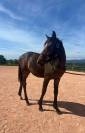 Poney new-forest de croisement 