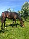 Poney new-forest de croisement 