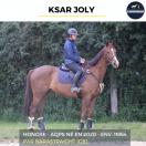 Caballo castrado AQPS En venta 2020 Bayo por BARASTRAIGHT (GB)