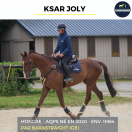 Caballo castrado AQPS En venta 2020 Bayo por BARASTRAIGHT (GB)