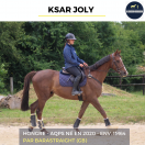 Caballo castrado AQPS En venta 2020 Bayo por BARASTRAIGHT (GB)