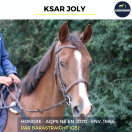 Caballo castrado AQPS En venta 2020 Bayo por BARASTRAIGHT (GB)