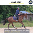 Caballo castrado AQPS En venta 2020 Bayo por BARASTRAIGHT (GB)