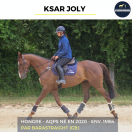 Caballo castrado AQPS En venta 2020 Bayo por BARASTRAIGHT (GB)