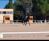 Yegua Silla Francés En venta 2012 Bayo moreno por SOLIMAN DE HUS