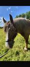 Trait breton à vendre 