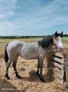 Pouliche Connemara Part Bred