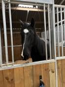 Trotteuse Française / 10 ans