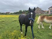 Trotteuse Française / 10 ans