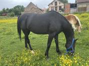 Trotteuse Française / 10 ans