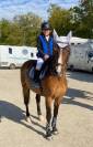 Ruin Franse rijpony PFS Te koop 2010 Donker bruin / bai ,  QUABAR DES MONCEAUX