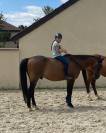 Ruin Franse rijpony PFS Te koop 2010 Donker bruin / bai ,  QUABAR DES MONCEAUX