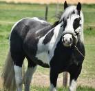 DOUBLE PONETTE PORTEUSE 