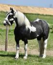 DOUBLE PONETTE PORTEUSE 