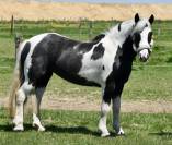 DOUBLE PONETTE PORTEUSE 