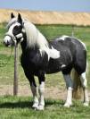 DOUBLE PONETTE PORTEUSE 