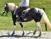 DOUBLE PONETTE PORTEUSE 