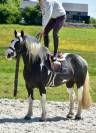 DOUBLE PONETTE PORTEUSE 