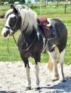 DOUBLE PONETTE PORTEUSE 