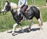 DOUBLE PONETTE PORTEUSE 