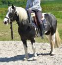 DOUBLE PONETTE PORTEUSE 