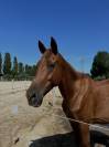 Cavallo Affidabile per Passeggiate, Lavoro o Competizio