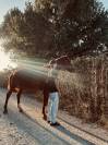 Cavallo Affidabile per Passeggiate, Lavoro o Competizio