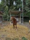 Cavallo Affidabile per Passeggiate, Lavoro o Competizio