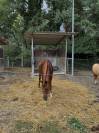 Cavallo Affidabile per Passeggiate, Lavoro o Competizio