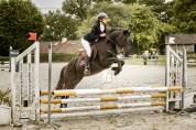 Poney de 4 ans facile et gentil au travail