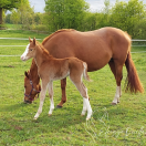 Hongre 2025 Welsh Part-Bred 