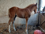 Hongre 2025 Welsh Part-Bred 