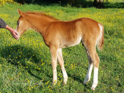 Hongre 2025 Welsh Part-Bred 