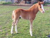 Hongre 2025 Welsh Part-Bred 