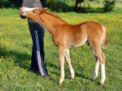 Hongre 2025 Welsh Part-Bred 