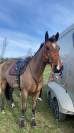 Cheval 