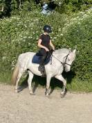 À confier ponette 