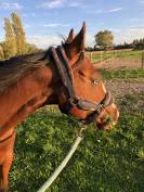 Jument Quarter Horse 5 ans pp français et US